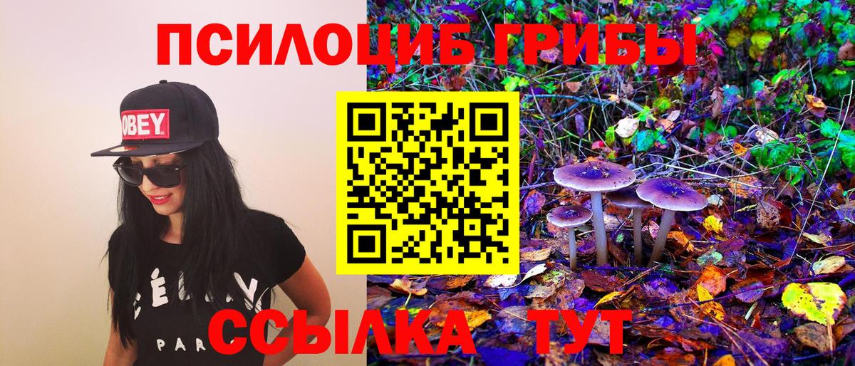 Псилоцибиновые грибы Psilocybe Искитим