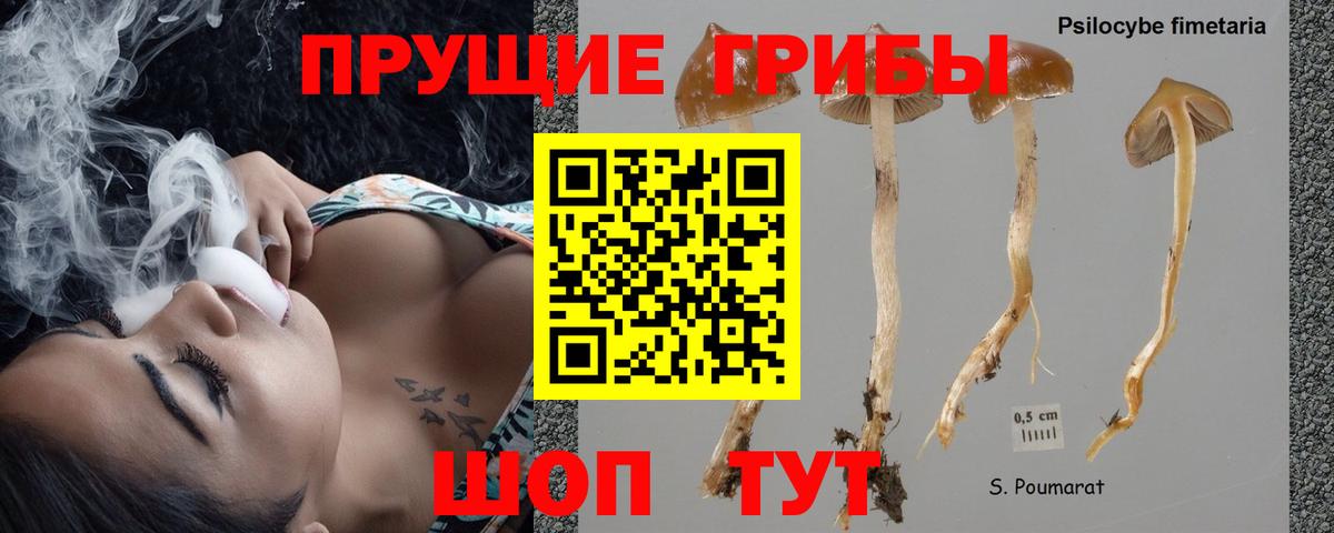 хочу   Псилоцибиновые грибы MAGIC MUSHROOMS  Вход с VPN  Искитим 